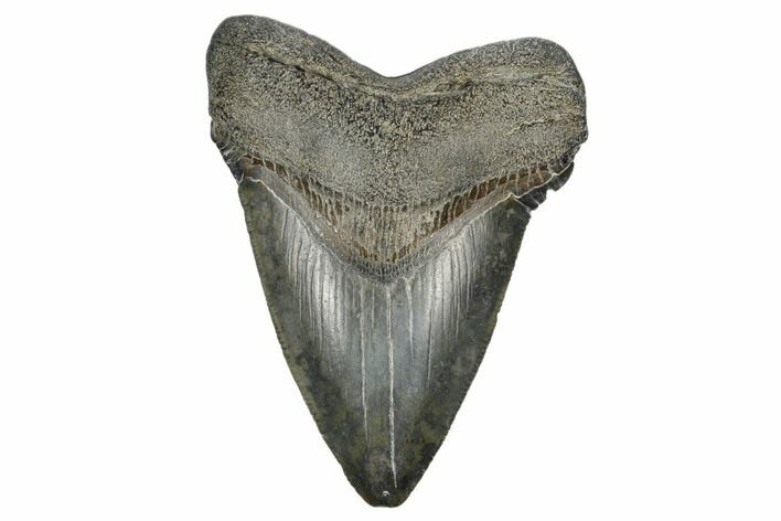 Serrated, Fossil Megalodon Tooth - South Carolina #170405